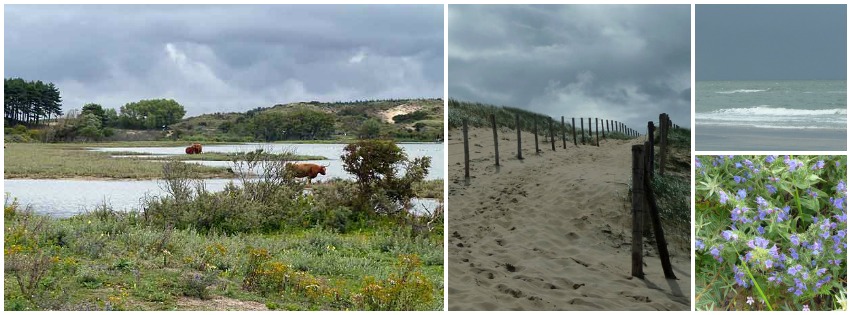 Strandwandeling en duinwandeling Kennemerduinen