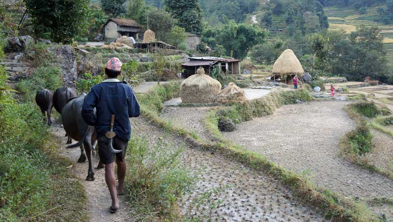 Rijstvelden bij Bahundanda in Nepal