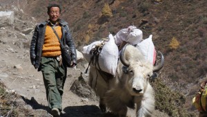 Jakkaravaan in Tsum Valley in Nepal