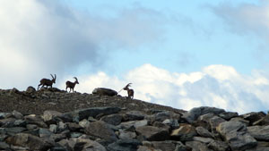 Steenbokken - Tour de Monte Rosa