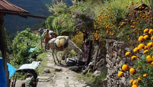 Ezeltjes Kanchenjunga Trek Nepal
