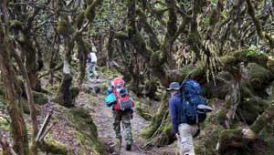 Rododendronbos Kanchenjunga Trek Nepal