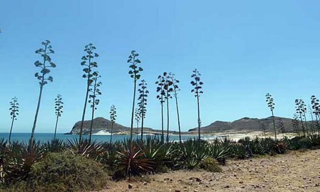 Playa de los Genoveses, een van de mooiste stranden van Zuid-Spanje