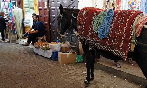 Opzij, opzij voor de ezeltjes in de medina van Fez