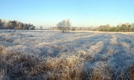 Sfeervolle winterwandeling over Landschotse Heide (19 km)