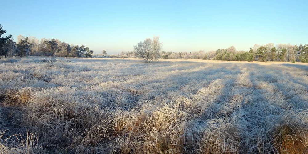 Sfeervolle winterwandeling over Landschotse Heide (19 km)